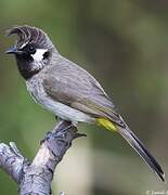 Bulbul à joues blanches