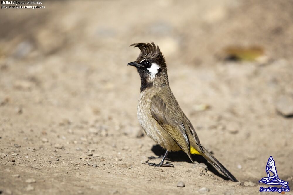 Bulbul à joues blanchesadulte, identification