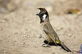 Bulbul à joues blanches