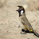 Bulbul à joues blanches