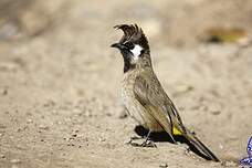 Bulbul à joues blanches