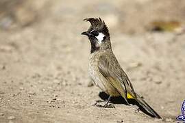 Himalayan Bulbul