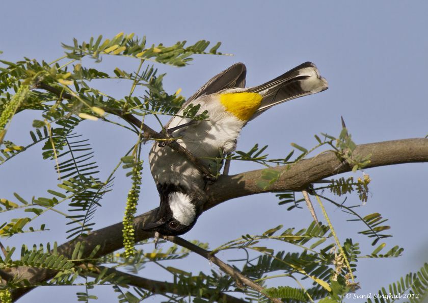 Bulbul à oreillons blancs