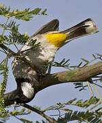 White-eared Bulbul