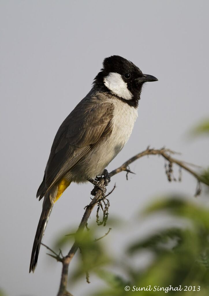 White-eared Bulbul