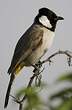 Bulbul à oreillons blancs