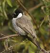 Bulbul à oreillons blancs