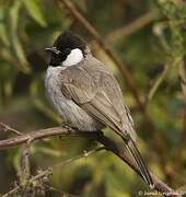 White-eared Bulbul