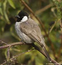 Bulbul à oreillons blancs