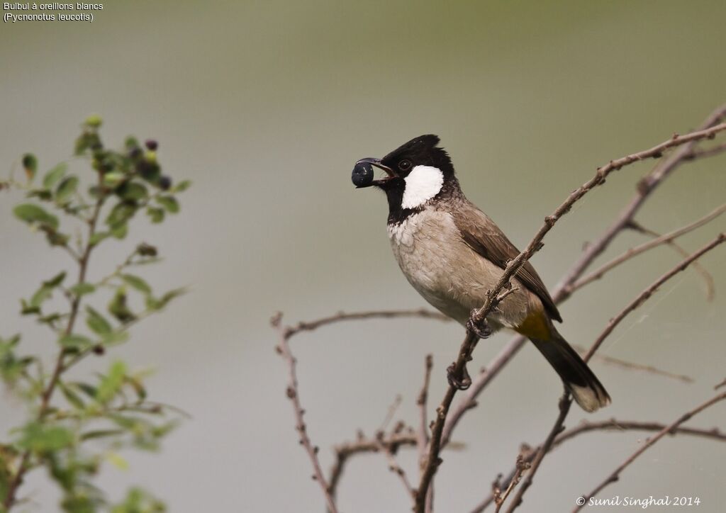 Bulbul à oreillons blancsadulte, identification, Comportement