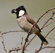 White-eared Bulbul