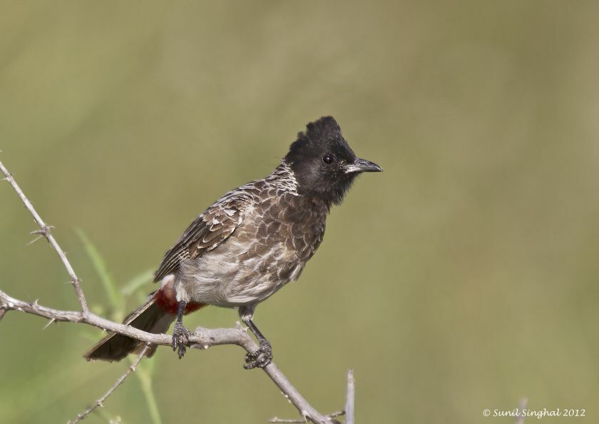 Bulbul à ventre rouge