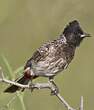 Bulbul à ventre rouge