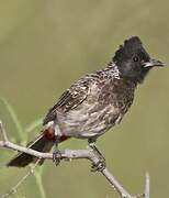 Red-vented Bulbul