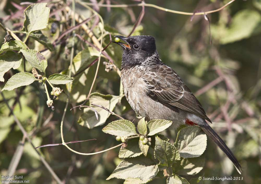 Bulbul à ventre rougeadulte, Comportement