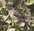 Bulbul à ventre rouge