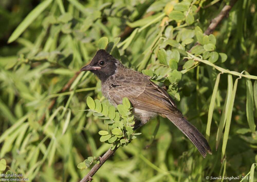 Red-vented Bulbulimmature, identification