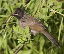 Bulbul à ventre rouge