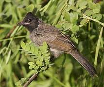 Red-vented Bulbul