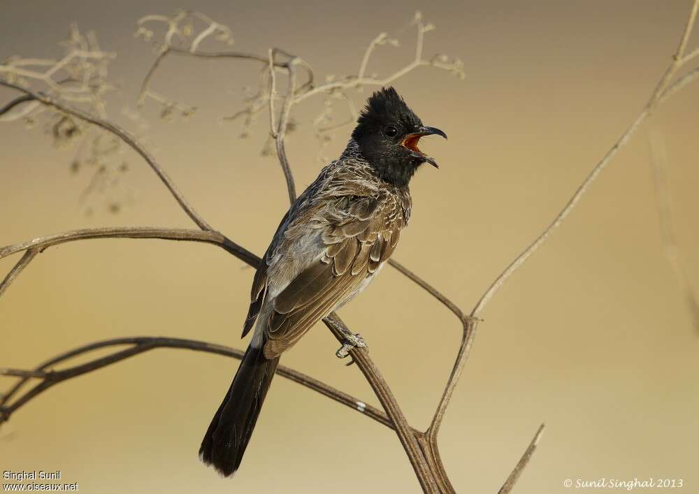 Bulbul à ventre rougeadulte, chant