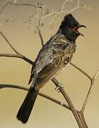 Red-vented Bulbul