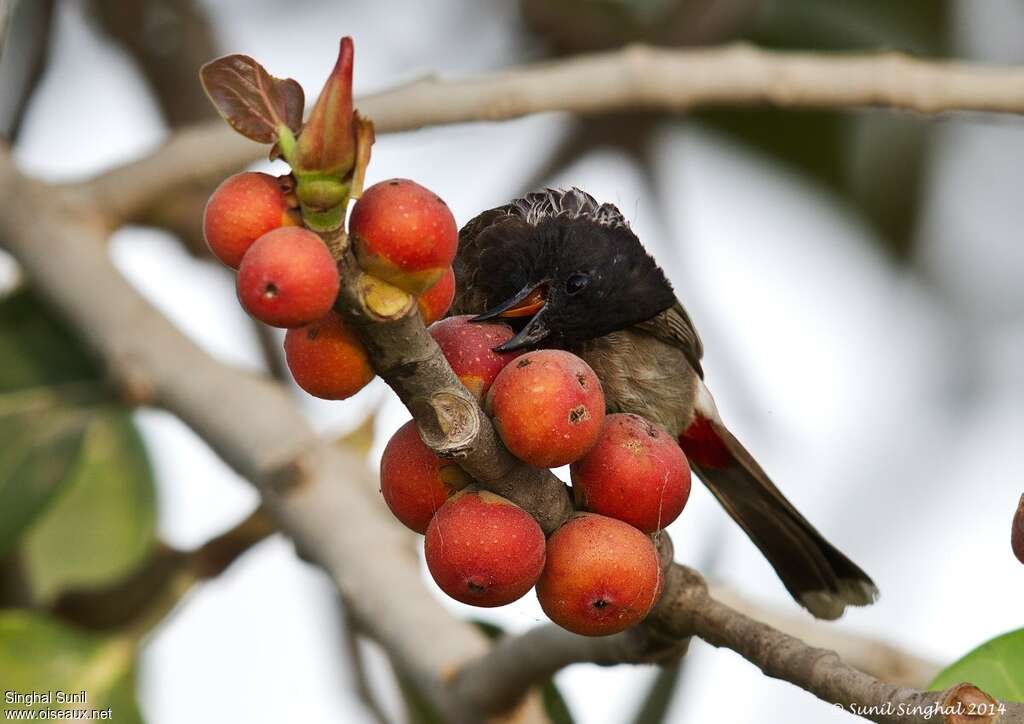 Bulbul à ventre rougeadulte, régime, mange