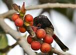 Bulbul à ventre rouge