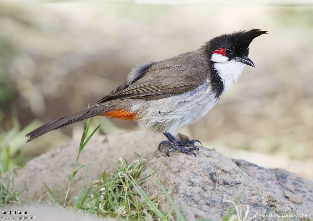 Bulbul orphéeadulte, identification