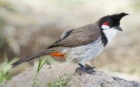 Red-whiskered Bulbul