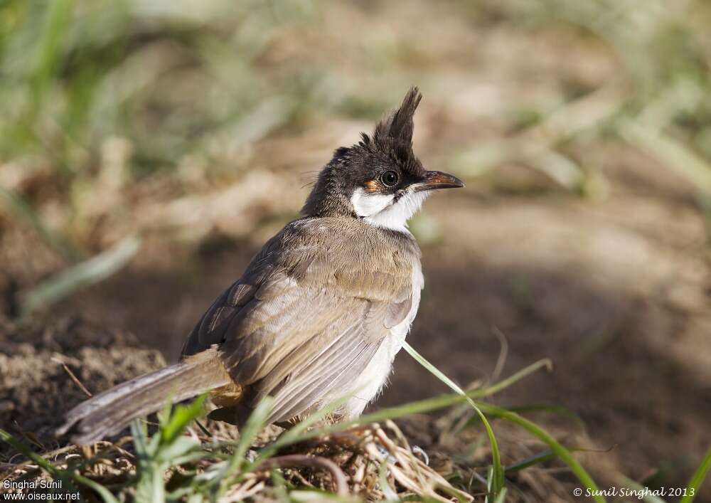 Bulbul orphéeimmature, identification