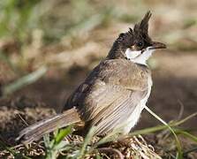 Red-whiskered Bulbul