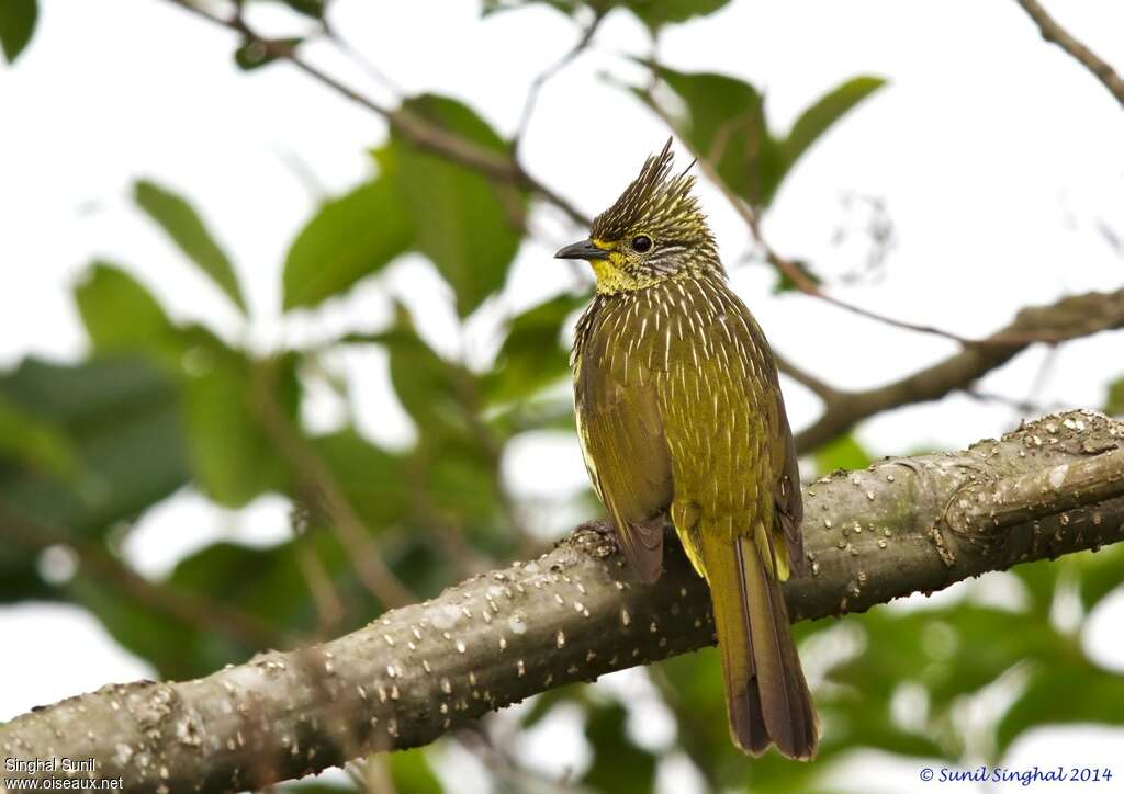 Bulbul striéadulte, identification