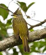 Striated Bulbul