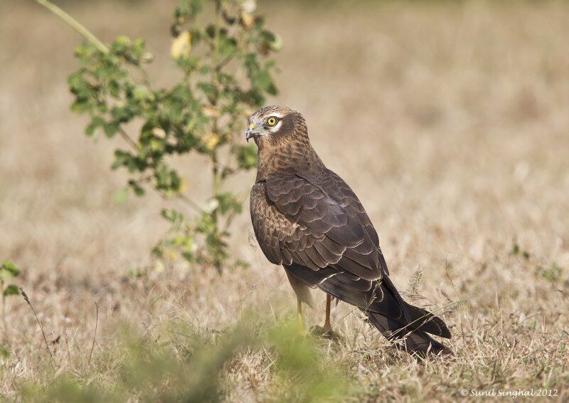 Montagu's Harrier