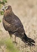 Montagu's Harrier