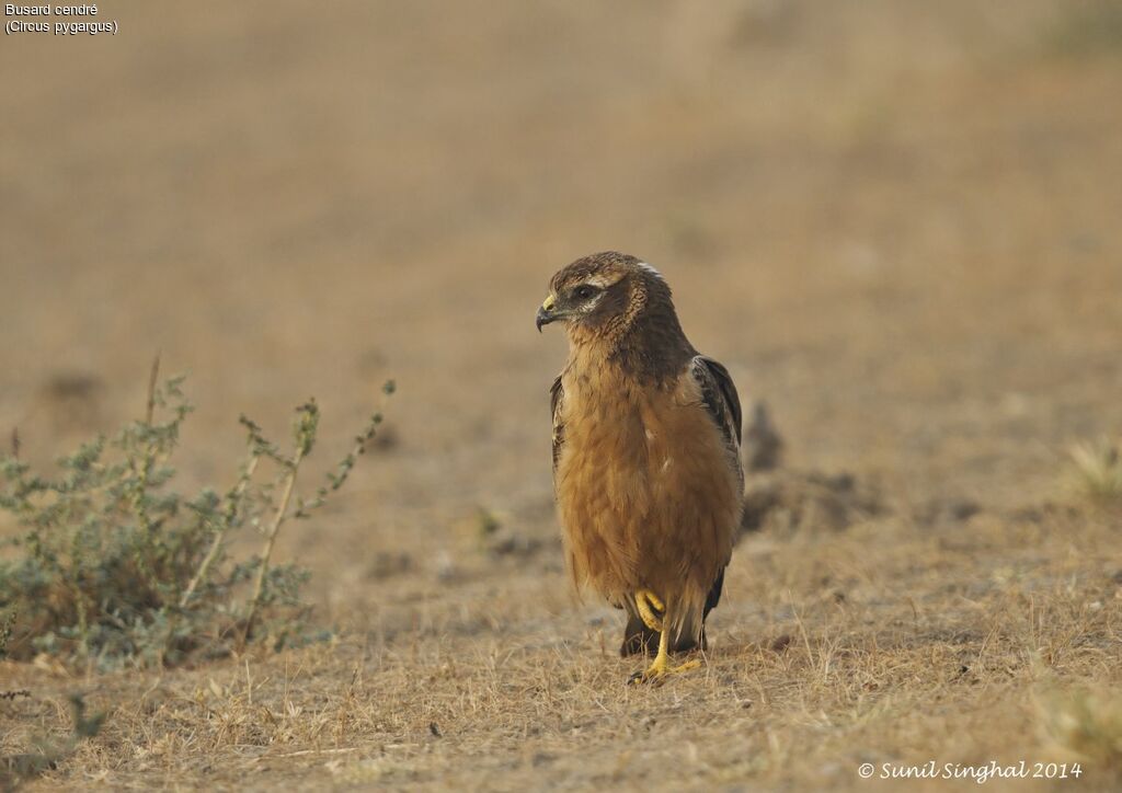 Montagu's Harrierjuvenile, identification