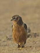 Montagu's Harrier