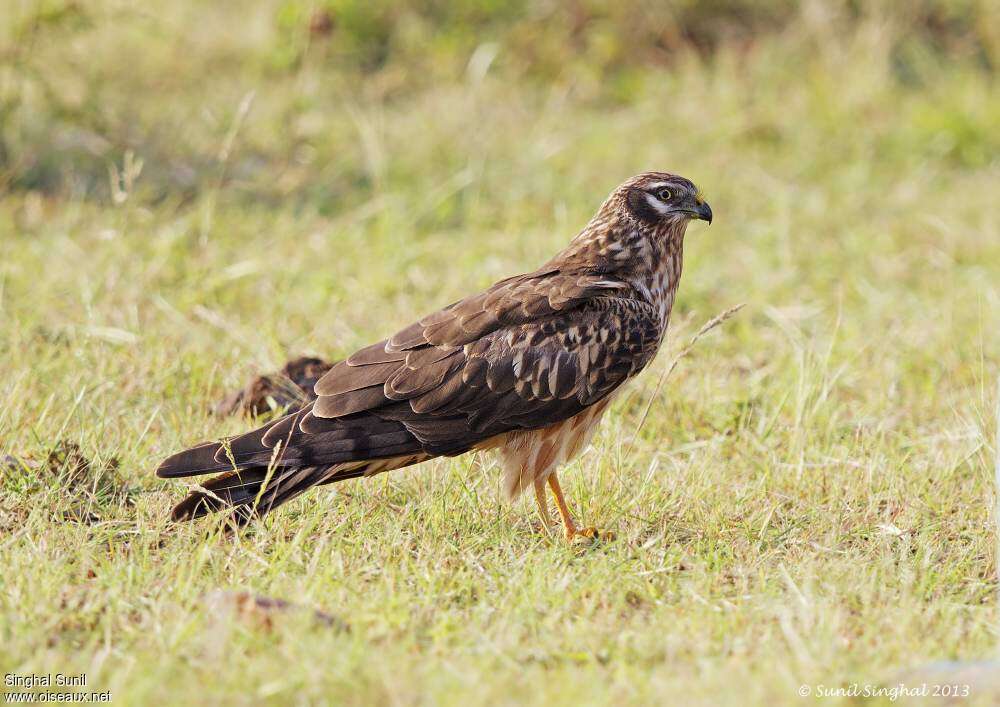 Busard cendré femelle adulte, identification