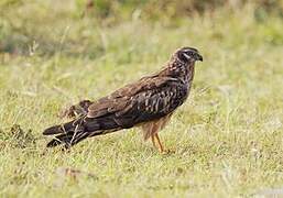 Montagu's Harrier