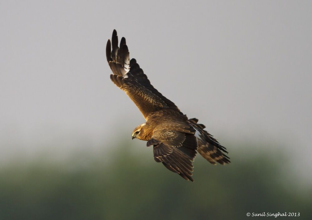 Montagu's Harrieradult, Flight