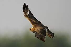 Montagu's Harrier