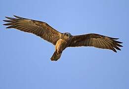 Western Marsh Harrier