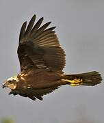 Western Marsh Harrier