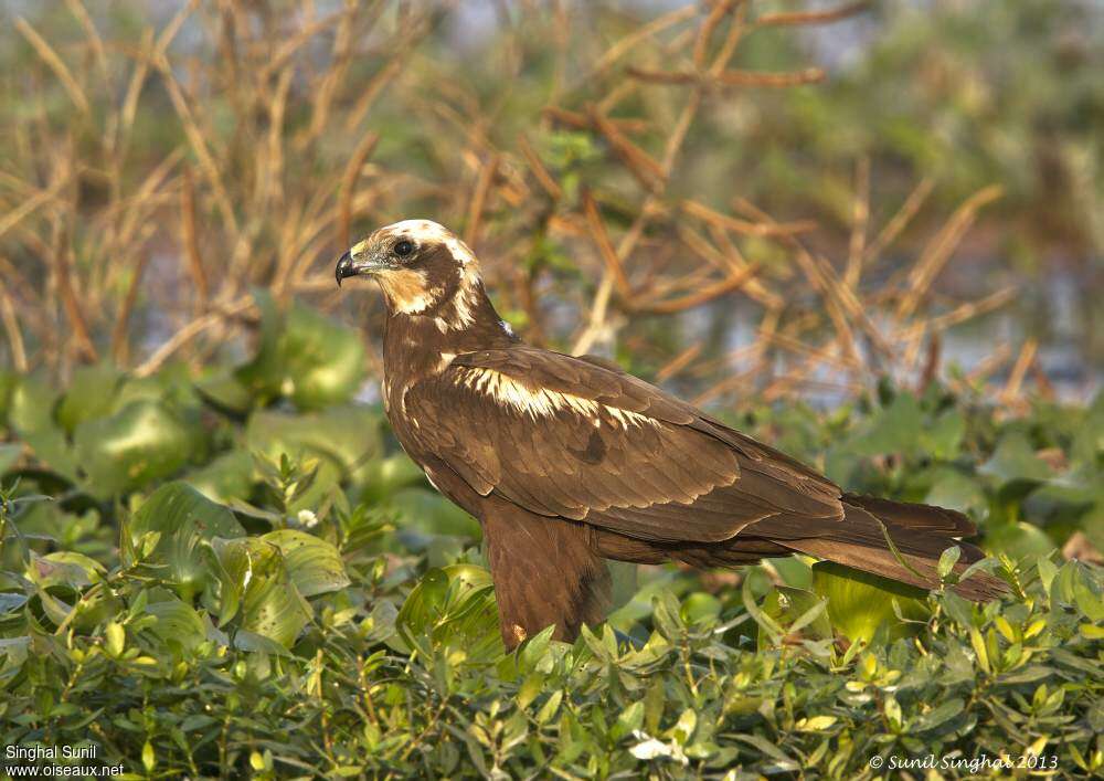 Western Marsh Harrier female Second year, pigmentation