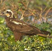 Western Marsh Harrier