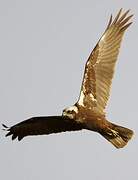 Western Marsh Harrier