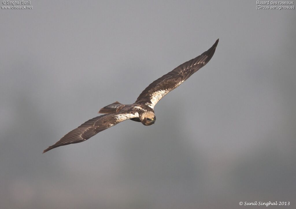 Western Marsh Harrier female, Flight