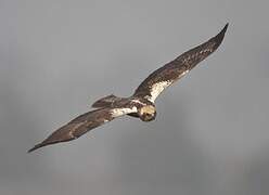 Western Marsh Harrier