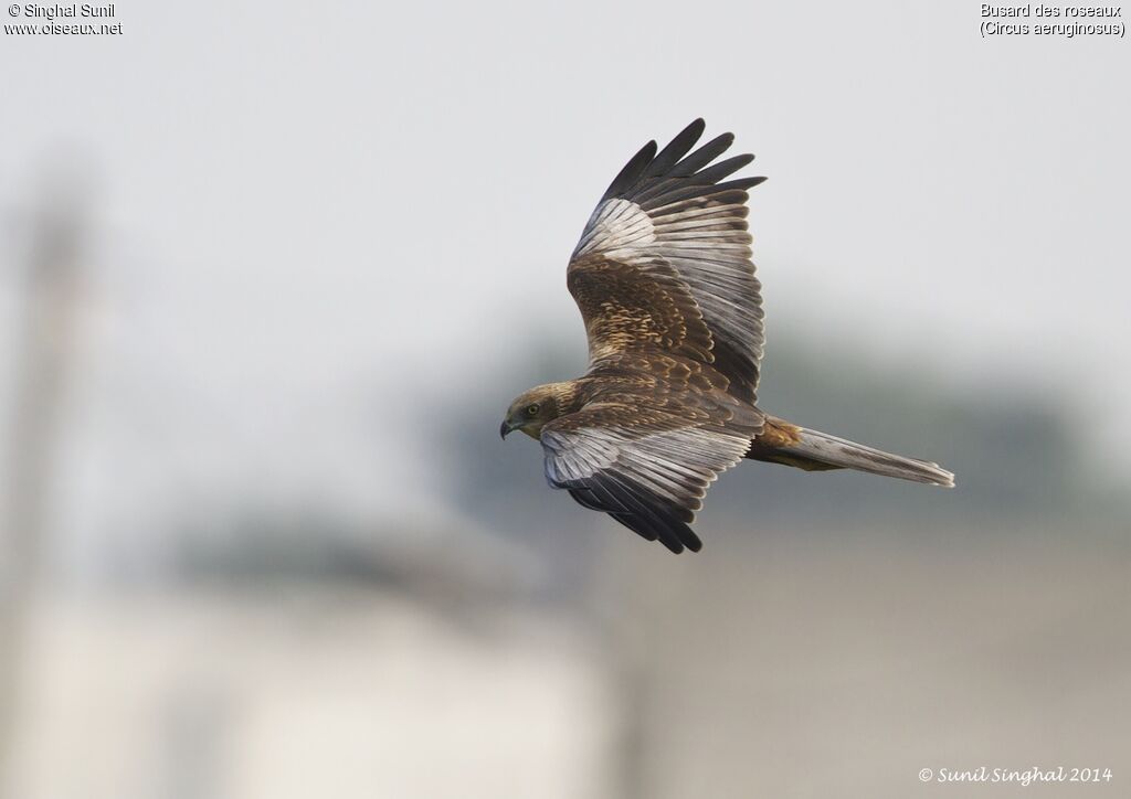 Western Marsh Harrier male, Flight