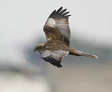 Western Marsh Harrier